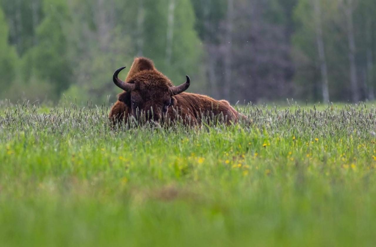 Zubrowe Siolo - Dom Nad Lakami Leilighet Białowieża Eksteriør bilde