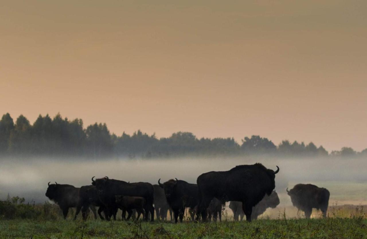 Zubrowe Siolo - Dom Nad Lakami Leilighet Białowieża Eksteriør bilde
