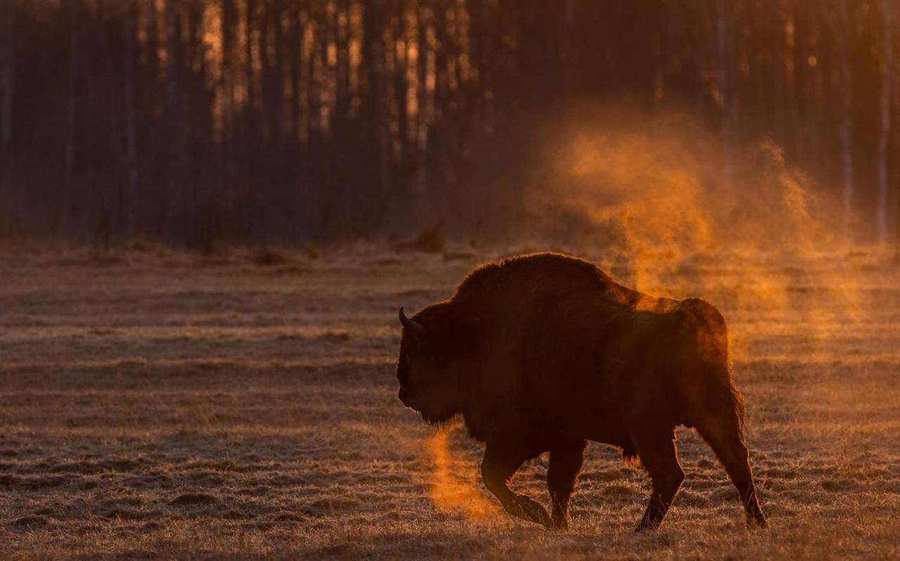 Zubrowe Siolo - Dom Nad Lakami Leilighet Białowieża Eksteriør bilde
